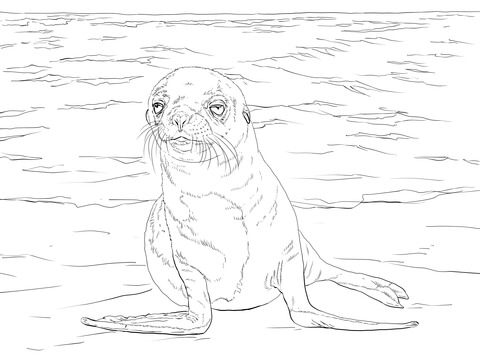 Galapagos Sea Lion Pup Coloring Page